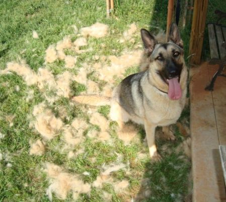 강아지 털갈이 모음 | 인스티즈