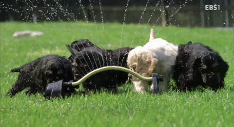 댕댕이와함께보는 댕댕 아깽 힐링영상 ＜야옹멍멍 귀여워-쑥쑥자라는 아기들＞ | 인스티즈