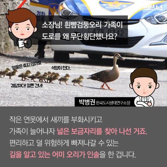 도로를 건너 긴 여정을 떠나는 아기오리와 엄마오리 가족 (심장 폭행) .jpg | 인스티즈