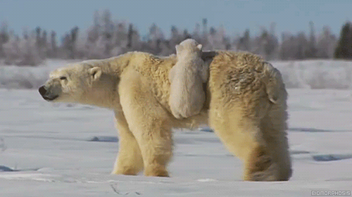 아기곰이 이동하는 방법 | 인스티즈