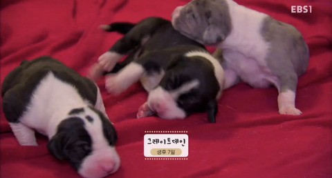 댕댕이와함께보는 댕댕 아깽 힐링영상 ＜야옹멍멍 귀여워-쑥쑥자라는 아기들＞ | 인스티즈