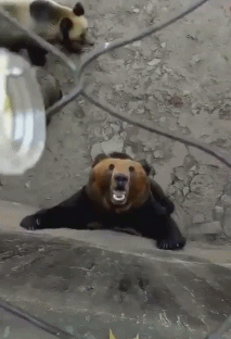 곰의 환상적인 받아먹기 | 인스티즈