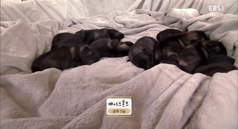 댕댕이와함께보는 댕댕 아깽 힐링영상 ＜야옹멍멍 귀여워-쑥쑥자라는 아기들＞ | 인스티즈