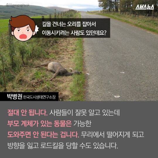 도로를 건너 긴 여정을 떠나는 아기오리와 엄마오리 가족 (심장 폭행) .jpg | 인스티즈