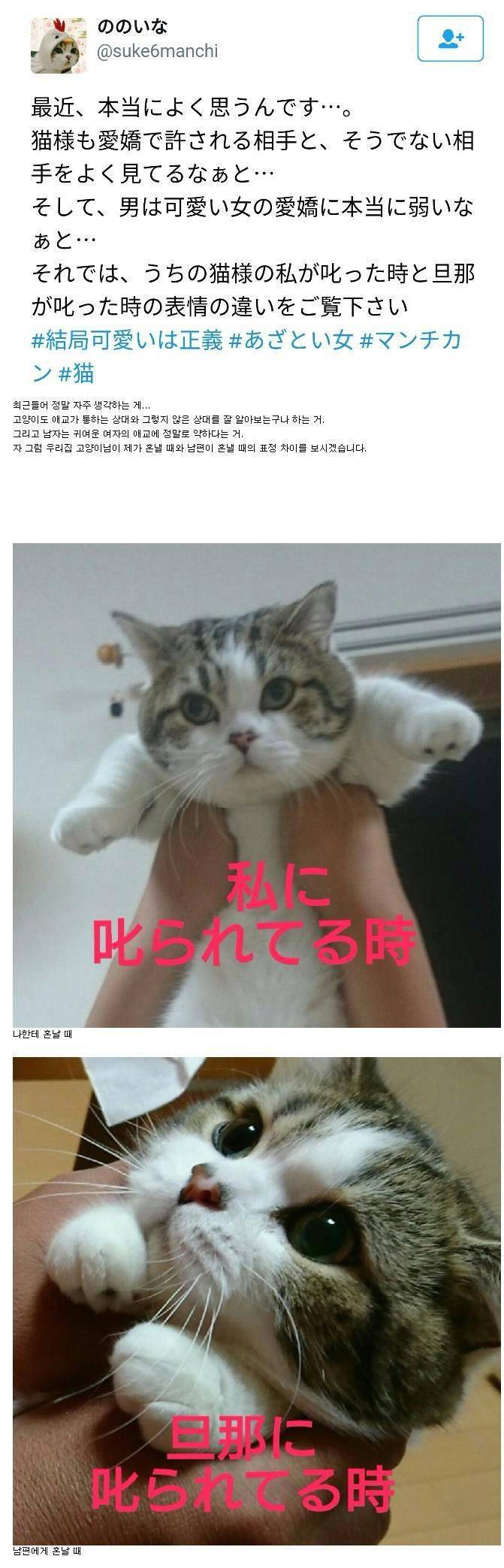 고양이도 사람차별 한다.jpg | 인스티즈