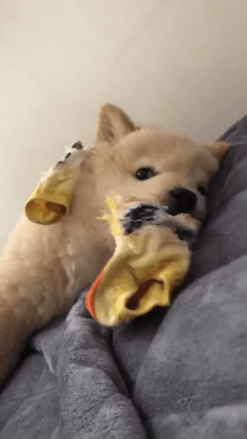 [대화가필요한개냥] 나인뮤지스 경리와 사랑스러운 반려견 시로.jpg | 인스티즈