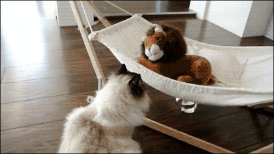 해먹을 선물받은 고양이 | 인스티즈