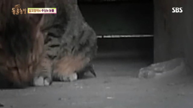 고양이에게 화살 쏜 남자 (이거보면 빡쳐서 잠 못잠) | 인스티즈