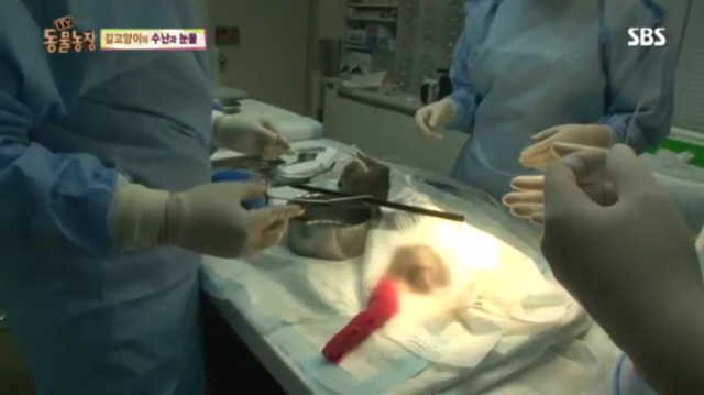 고양이에게 화살 쏜 남자 (이거보면 빡쳐서 잠 못잠) | 인스티즈