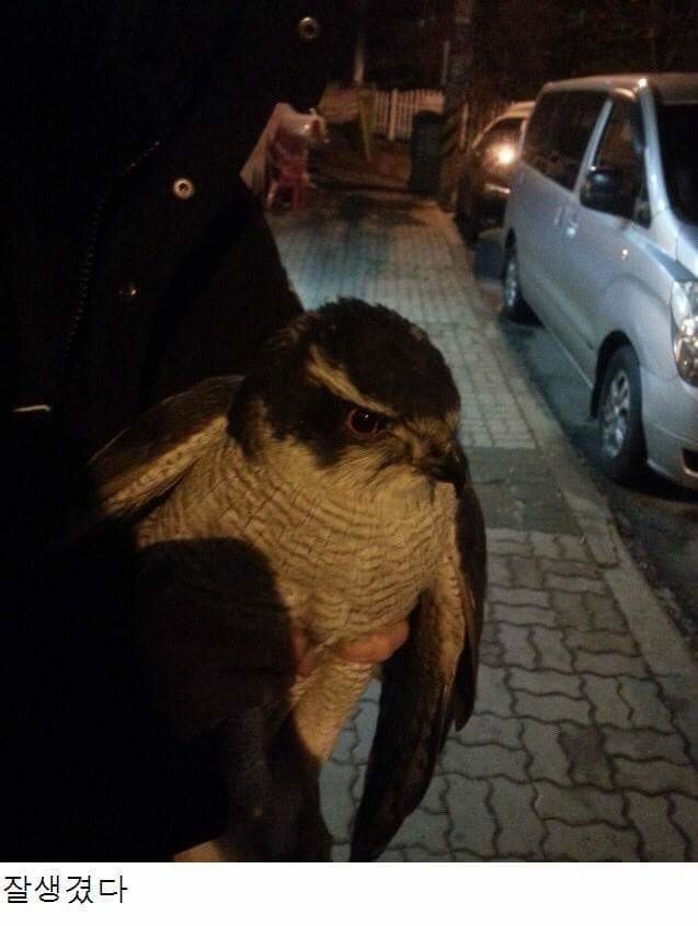 디씨의 부엉이 주운썰..jpg | 인스티즈