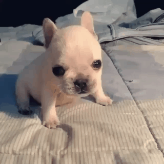 개랑 고양이 | 인스티즈