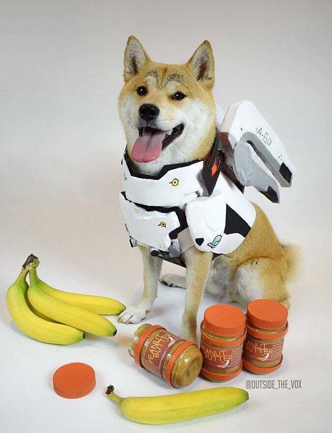 시바견 코스프레.jpg | 인스티즈