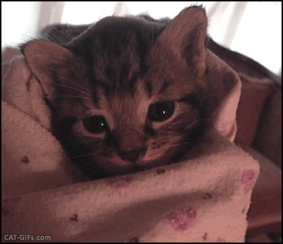 딸국질하는 아기고양이 | 인스티즈