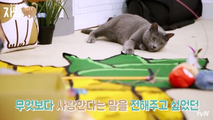 이과가 또... (ft.고양이와 말을 할 수 있다면?) | 인스티즈