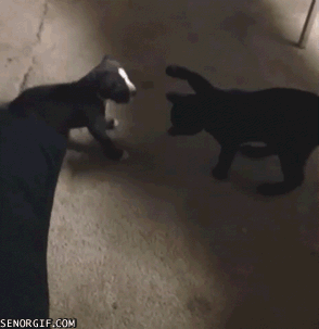 냥아치랑 댕댕이.gif | 인스티즈