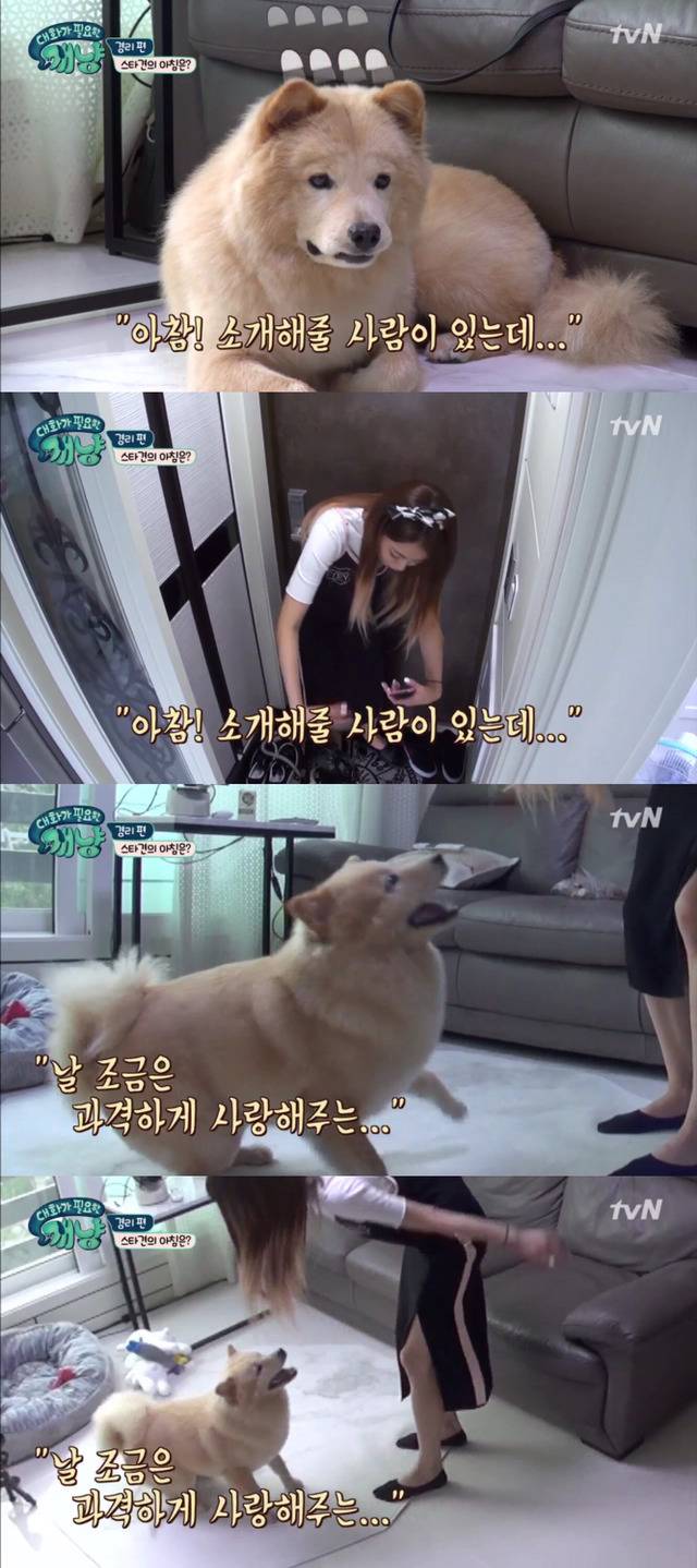 [대화가필요한개냥] 나인뮤지스 경리와 사랑스러운 반려견 시로.jpg | 인스티즈