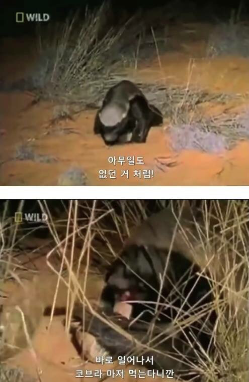 벌꿀오소리는 x도 신경 안쓴다구 | 인스티즈