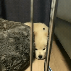 [대화가필요한개냥] 나인뮤지스 경리와 사랑스러운 반려견 시로.jpg | 인스티즈