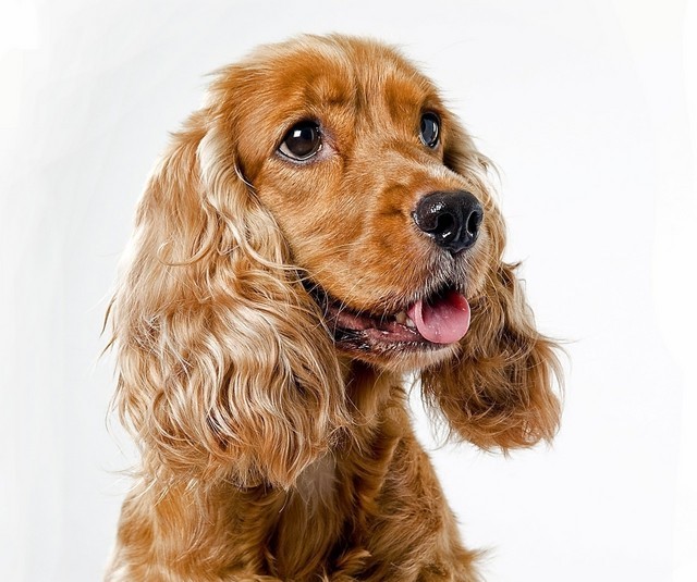 견종 이야기 - 잉글리시 코카 스파니엘 | 인스티즈