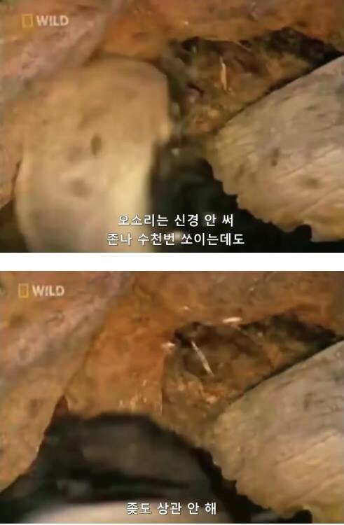 벌꿀오소리는 x도 신경 안쓴다구 | 인스티즈