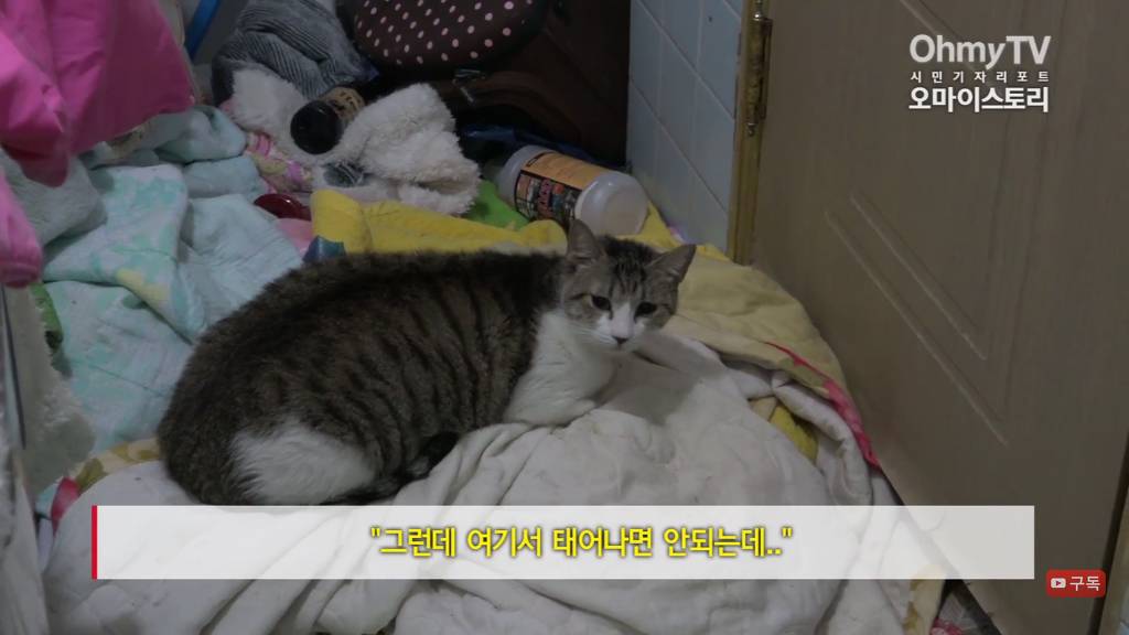 마산 애니멀 호더에게서 구조한 50여마리의 고양이들에게 손길을 내밀어주세요! 곧 쉼터가 폐쇄되어 아이들이 갈 곳이 없습니다 | 인스티즈