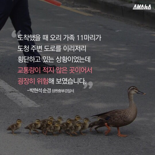 도로를 건너 긴 여정을 떠나는 아기오리와 엄마오리 가족 (심장 폭행) .jpg | 인스티즈