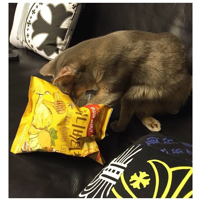 지디가 모시는 고양이 아이 (IYE) | 인스티즈