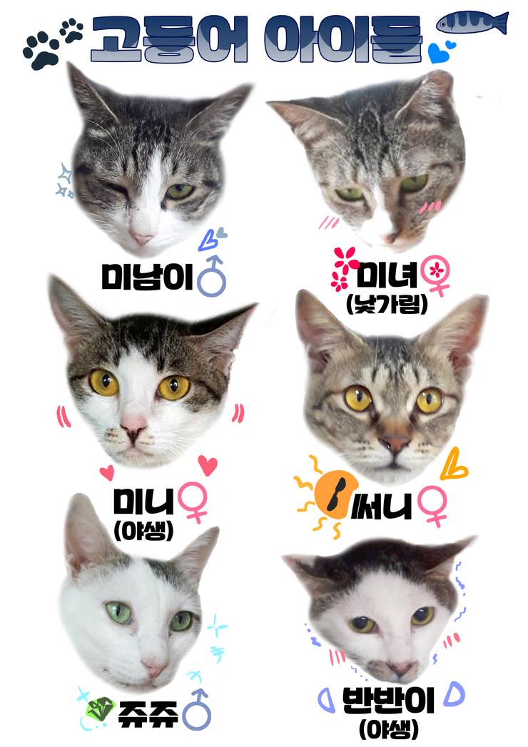 마산 애니멀 호더에게서 구조한 50여마리의 고양이들에게 손길을 내밀어주세요! 곧 쉼터가 폐쇄되어 아이들이 갈 곳이 없습니다 | 인스티즈