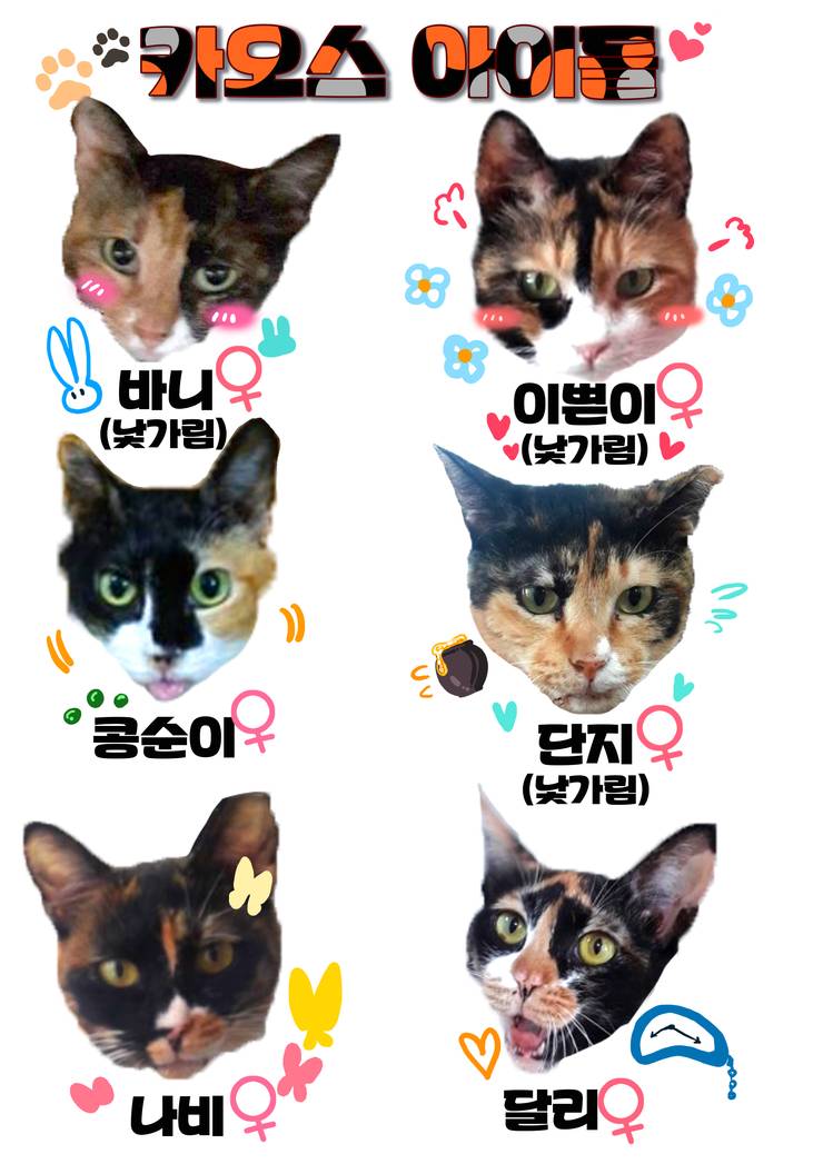 마산 애니멀 호더에게서 구조한 50여마리의 고양이들에게 손길을 내밀어주세요! 곧 쉼터가 폐쇄되어 아이들이 갈 곳이 없습니다 | 인스티즈