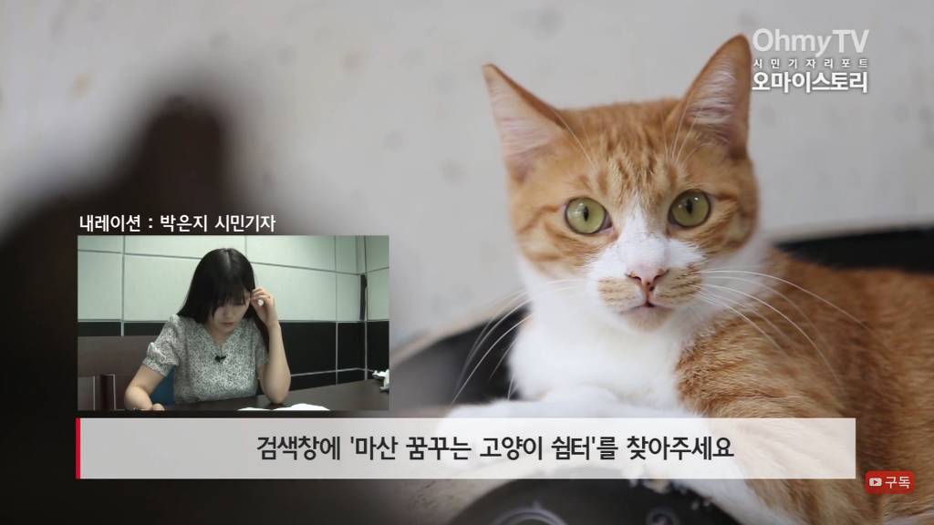 마산 애니멀 호더에게서 구조한 50여마리의 고양이들에게 손길을 내밀어주세요! 곧 쉼터가 폐쇄되어 아이들이 갈 곳이 없습니다 | 인스티즈