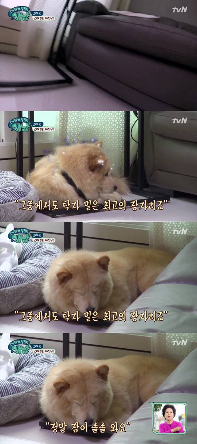 [대화가필요한개냥] 나인뮤지스 경리와 사랑스러운 반려견 시로.jpg | 인스티즈