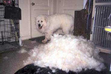 강아지 털갈이 모음 | 인스티즈