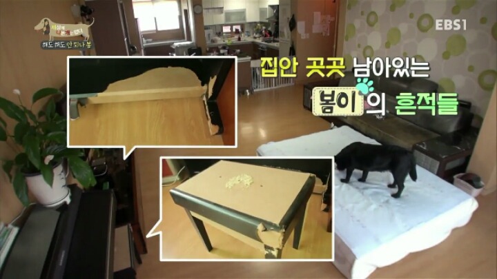 [세나개] 강형욱 훈련사의 팬인 봄이의 보호자들.jpg | 인스티즈