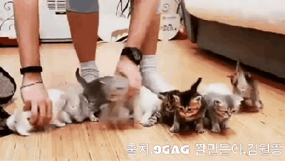 [동물칭구칭구] 아기 고양이들 일렬로 정렬하기 도전 | 인스티즈