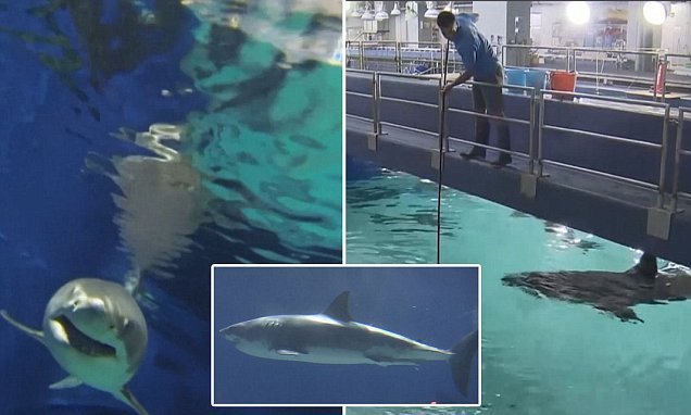 전세계 수족관에 백상아리가 없는 이유.jpgif | 인스티즈