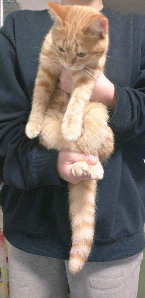 강아지 스트레칭을 고양이에게 시켜보았다.jpg | 인스티즈