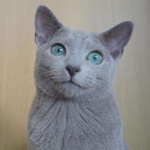 순딩이가 많고 러블리하게 생긴 고양이 러시안 블루.jpgif (줄여서도 러블인것) | 인스티즈