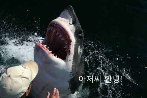 전세계 수족관에 백상아리가 없는 이유.jpgif | 인스티즈