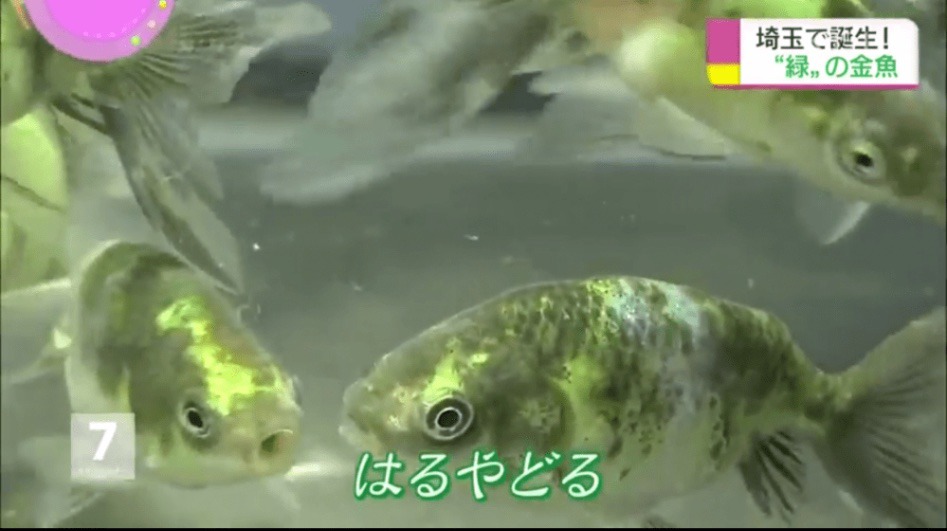 일본 금붕어 양식업자 녹색금붕어 만드는데 성공 | 인스티즈