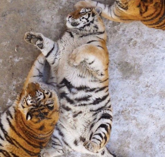 대륙 동물원의 뚠뚜니 냥이 | 인스티즈