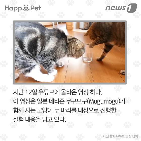 우리 개·고양이는 왼발잡이? 오른발잡이? | 인스티즈