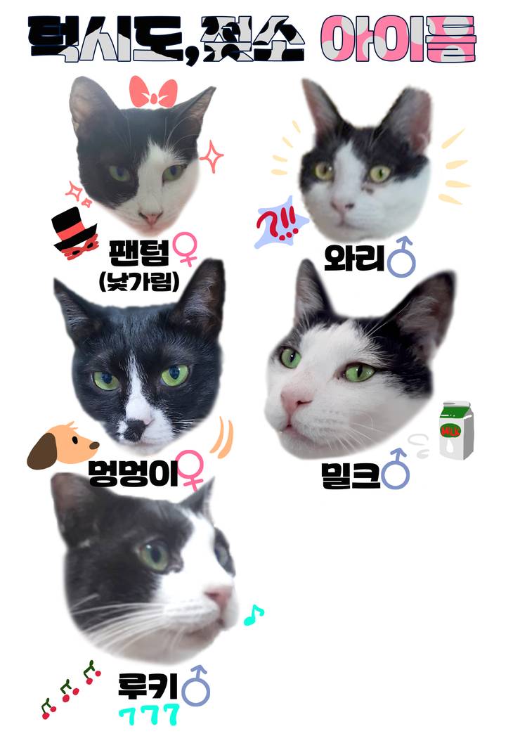 마산 애니멀 호더에게서 구조한 50여마리의 고양이들에게 손길을 내밀어주세요! 곧 쉼터가 폐쇄되어 아이들이 갈 곳이 없습니다 | 인스티즈