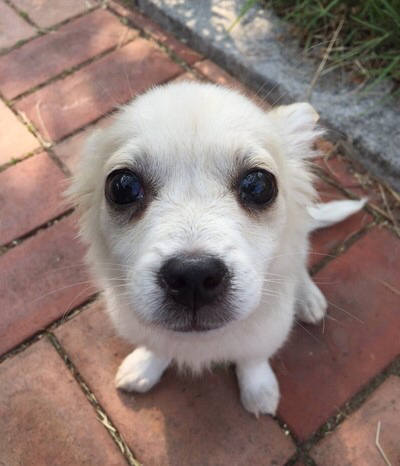 유기견 순님이의 평생 가족이 되실 분을 찾습니다 | 인스티즈