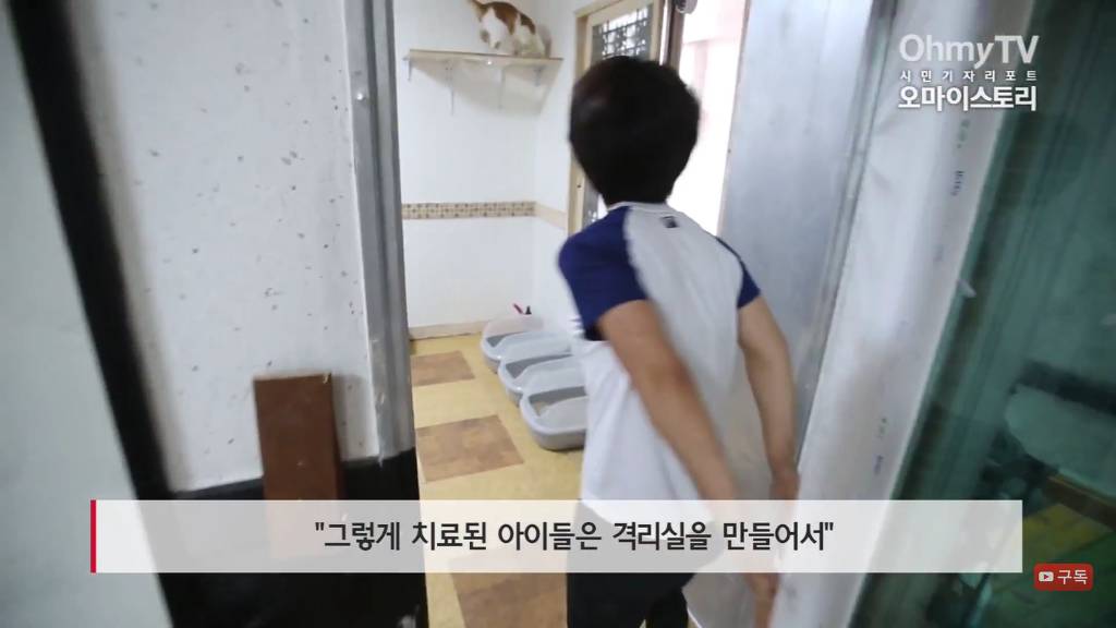 마산 애니멀 호더에게서 구조한 50여마리의 고양이들에게 손길을 내밀어주세요! 곧 쉼터가 폐쇄되어 아이들이 갈 곳이 없습니다 | 인스티즈