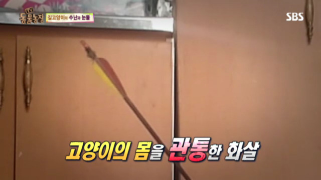 고양이에게 화살 쏜 남자 (이거보면 빡쳐서 잠 못잠) | 인스티즈