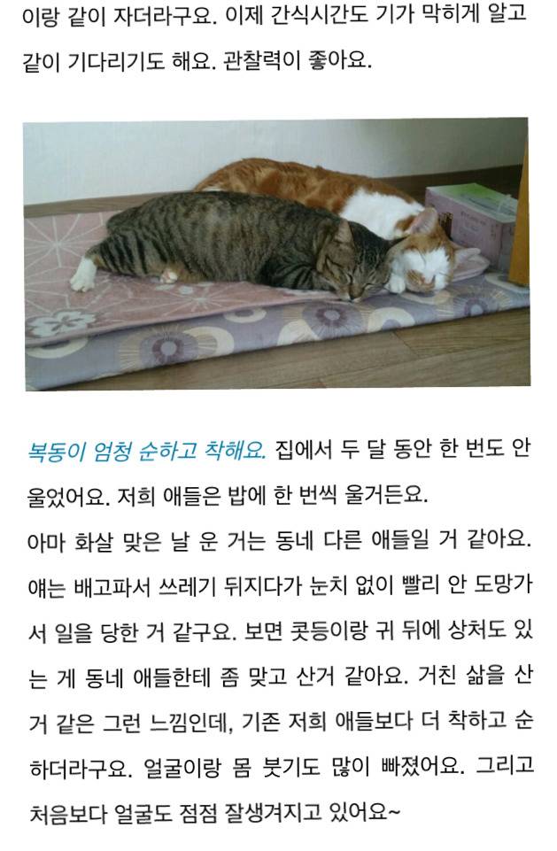 고양이에게 화살 쏜 남자 (이거보면 빡쳐서 잠 못잠) | 인스티즈