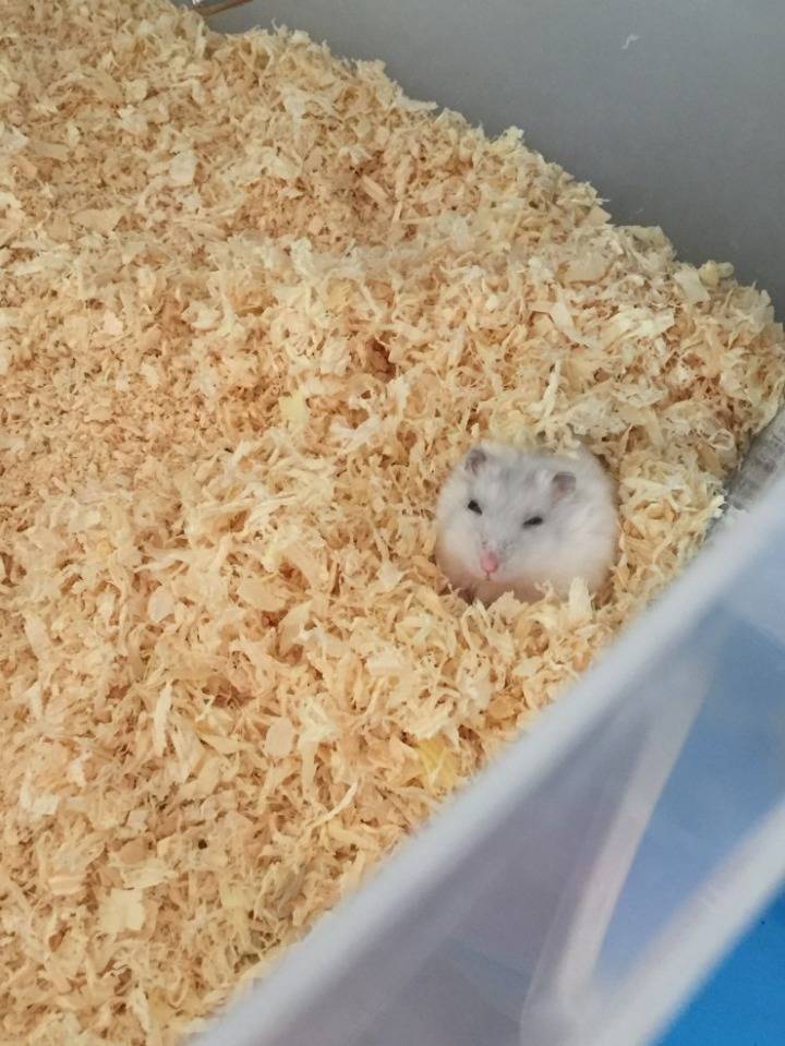 아기 햄스터들의 성장 과정 | 인스티즈