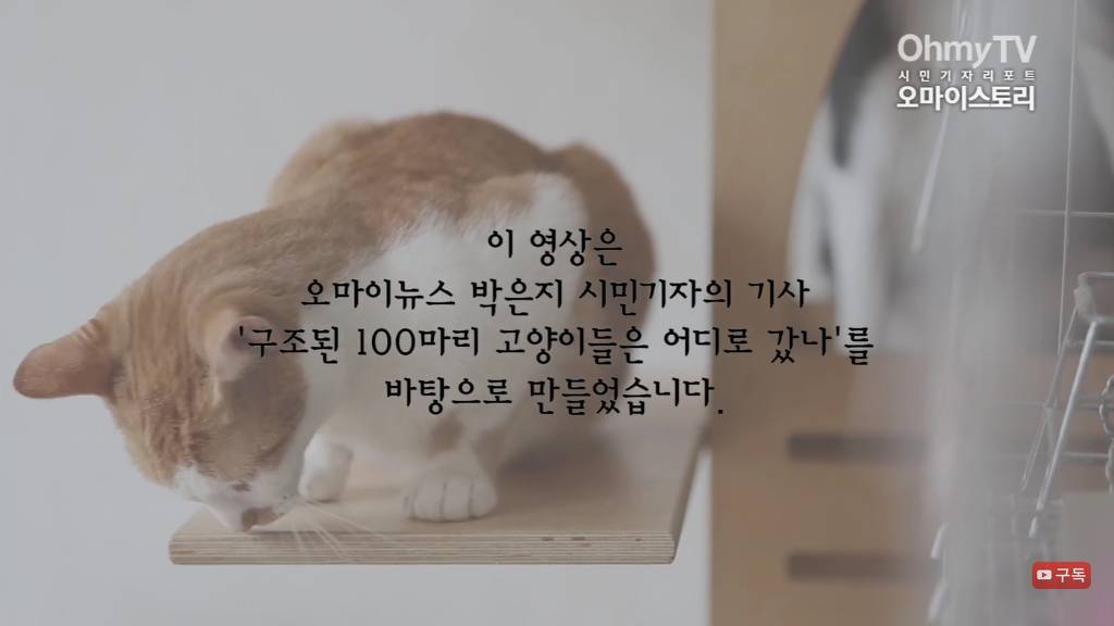 마산 애니멀 호더에게서 구조한 50여마리의 고양이들에게 손길을 내밀어주세요! 곧 쉼터가 폐쇄되어 아이들이 갈 곳이 없습니다 | 인스티즈