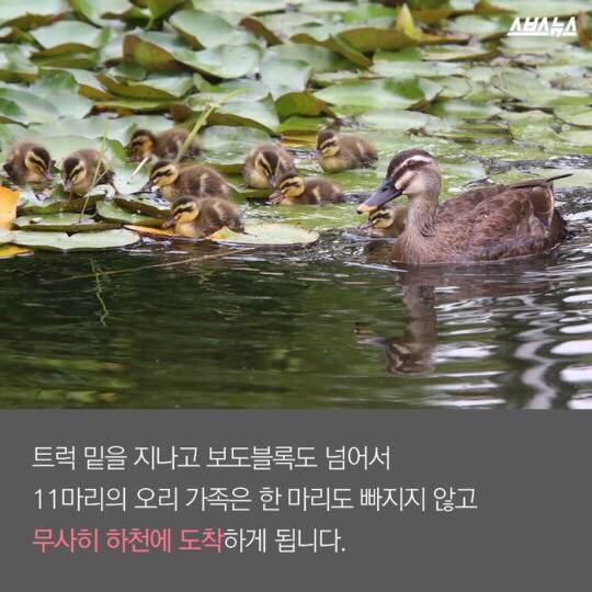 도로를 건너 긴 여정을 떠나는 아기오리와 엄마오리 가족 (심장 폭행) .jpg | 인스티즈