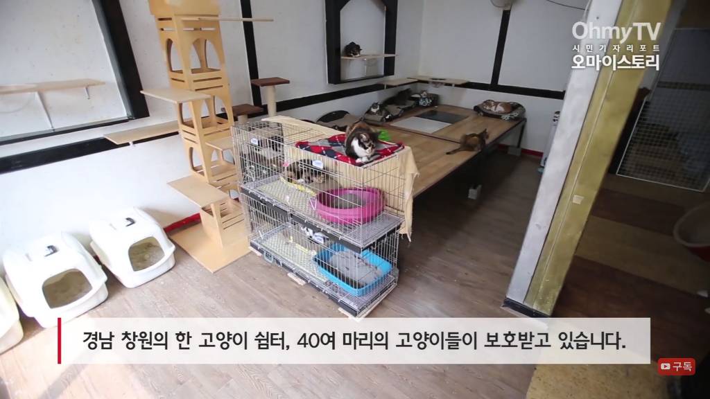 마산 애니멀 호더에게서 구조한 50여마리의 고양이들에게 손길을 내밀어주세요! 곧 쉼터가 폐쇄되어 아이들이 갈 곳이 없습니다 | 인스티즈
